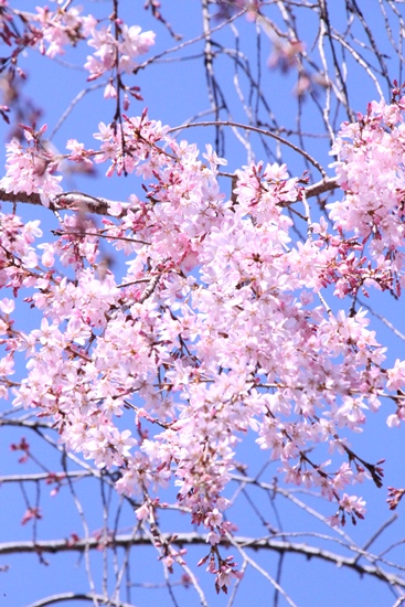 6350-15.3.26一重枝垂れ桜　密集して開花しているさま.jpg